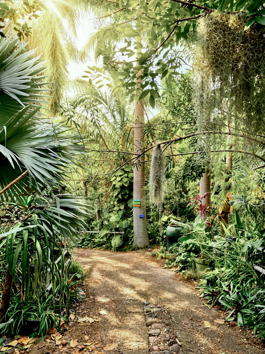 Sentier bordé de plantes luxuriantes