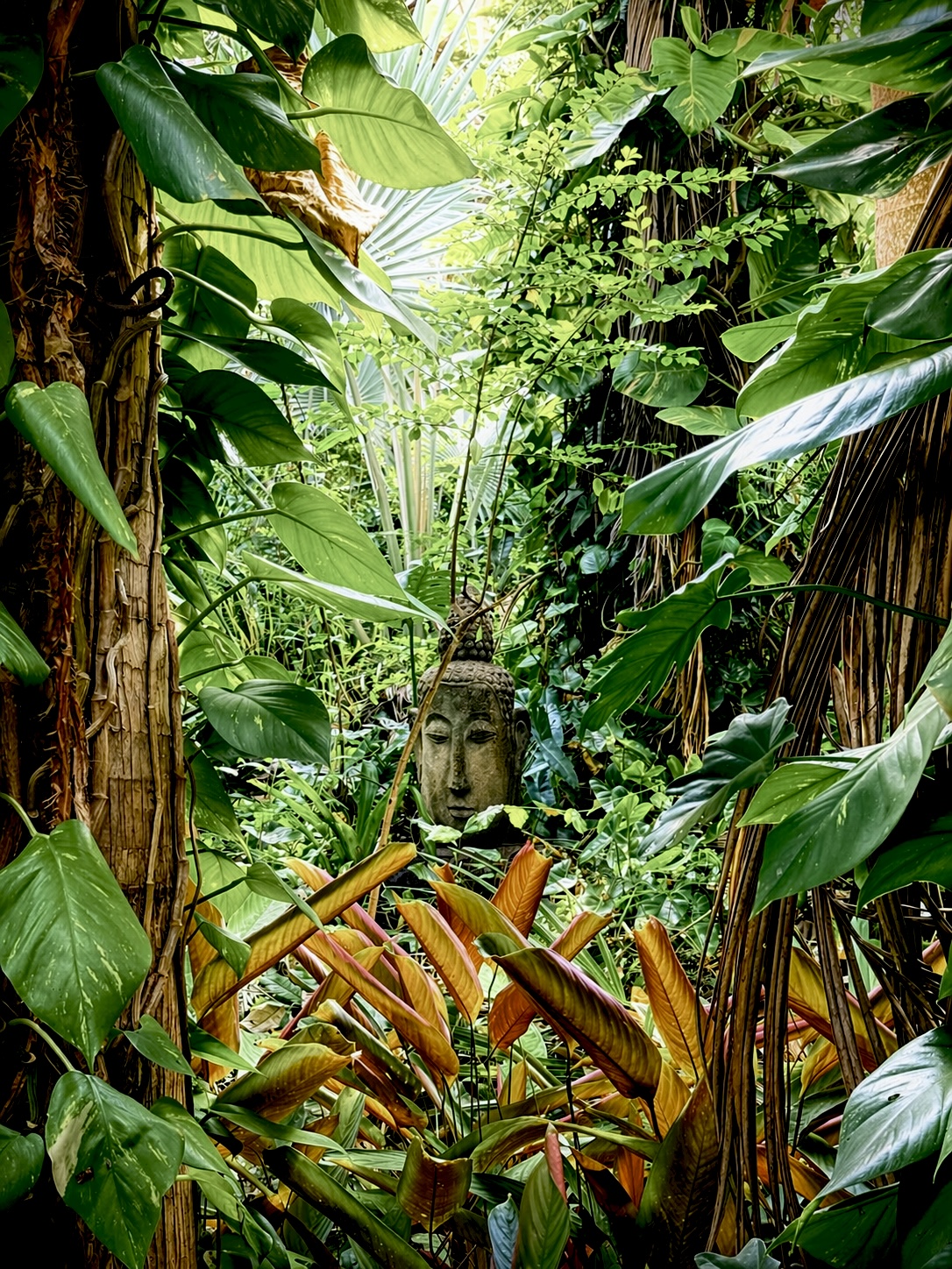 Autre vue du jardin botanique