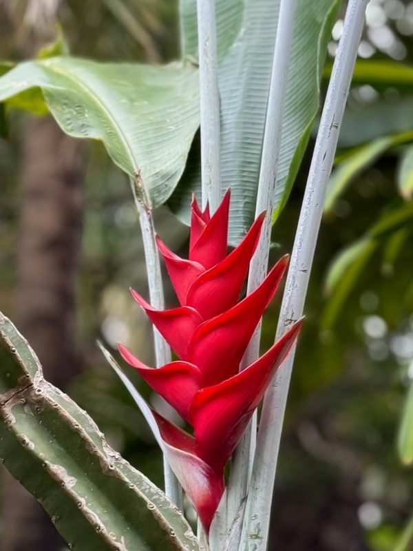 Inflorescence rouge vif d'un balisier (Heliconia caribaea) dressée entre les tiges, au jardin Jungle à Pat'