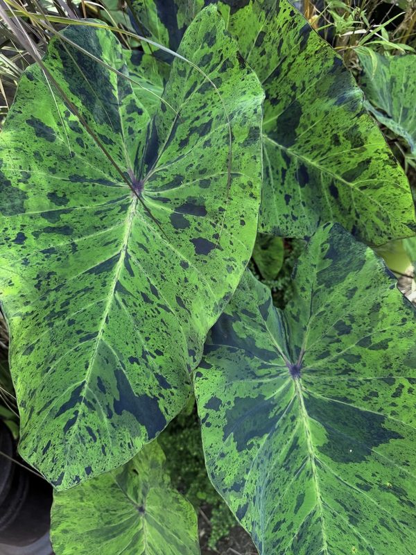 Grandes feuilles en cœur de Colocasia esculenta 'Mojito', vert clair marbrées de taches vert sombre