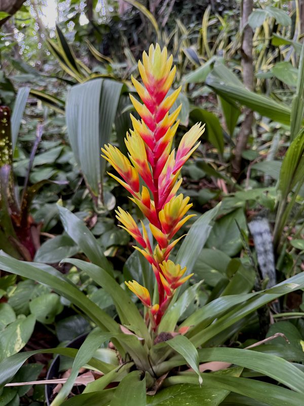 Épi dressé rouge et jaune d'une épée flamboyante (Lutheria splendens) émergeant de sa rosette de feuilles