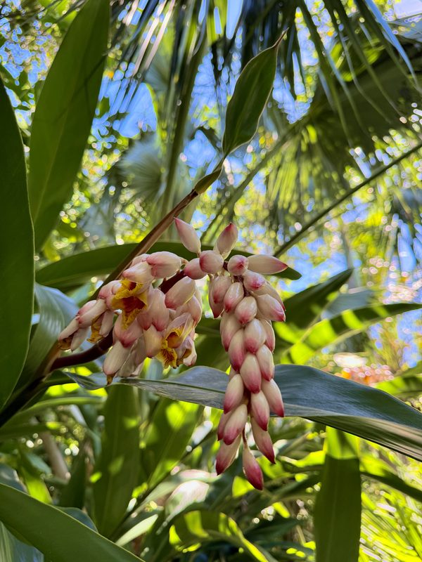 Grappe retombante de boutons nacrés bordés de rose du gingembre coquille (Alpinia zerumbet), fleurs ouvertes au cœur jaune