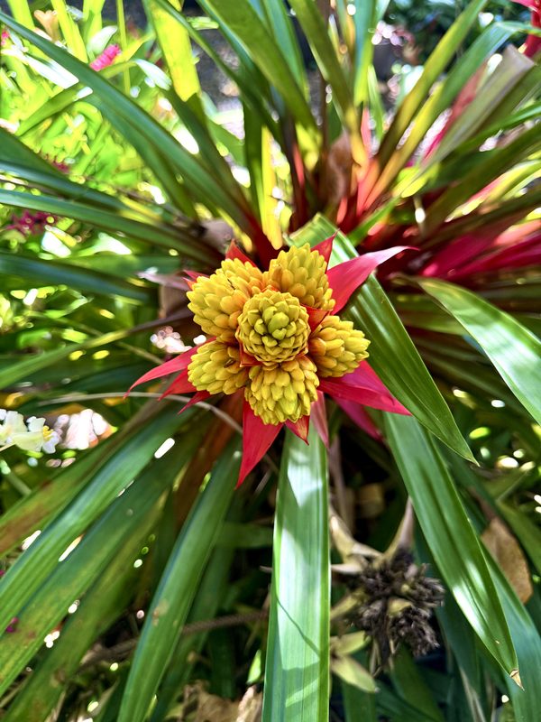 Rosette de Guzmania monostachia : bractées rouge vif entourant un épi de fleurs jaunes, au cœur de longues feuilles vertes