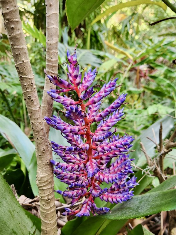 Inflorescence ramifiée d'Aechmea fendleri « Queen of Colors » : bractées roses et fleurs violettes sur une hampe rouge