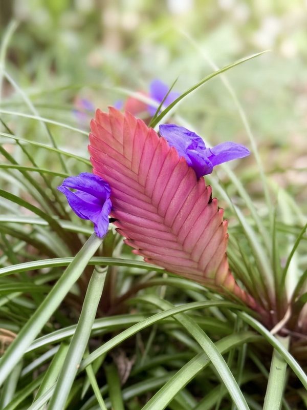 Épi rose aplati en forme de raquette du Tillandsia cyanea, d'où s'ouvrent deux fleurs violettes
