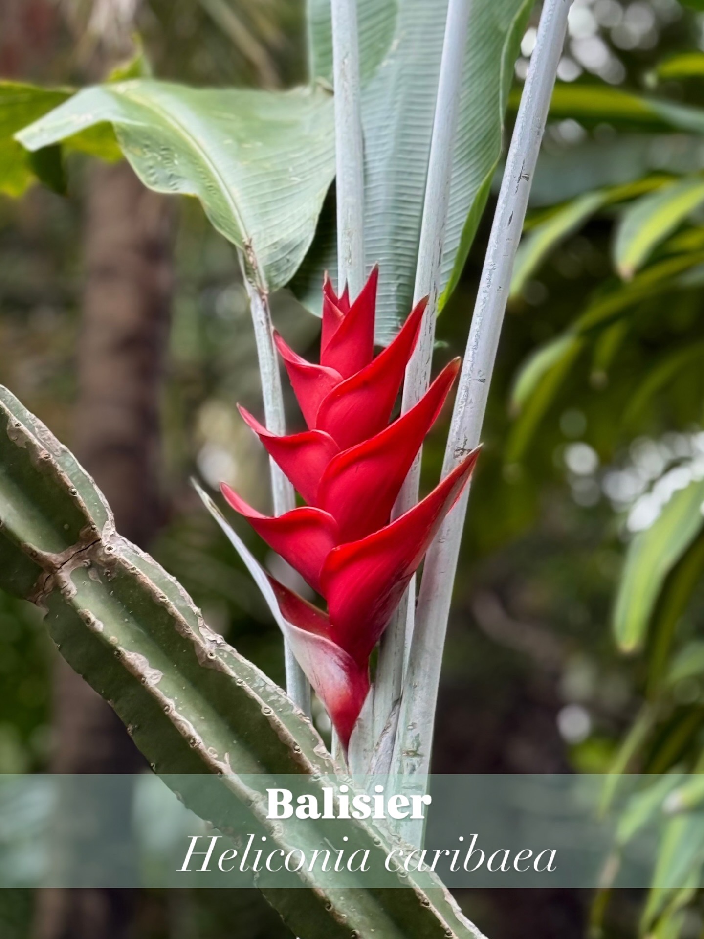 Gros plan sur les plantes tropicales
