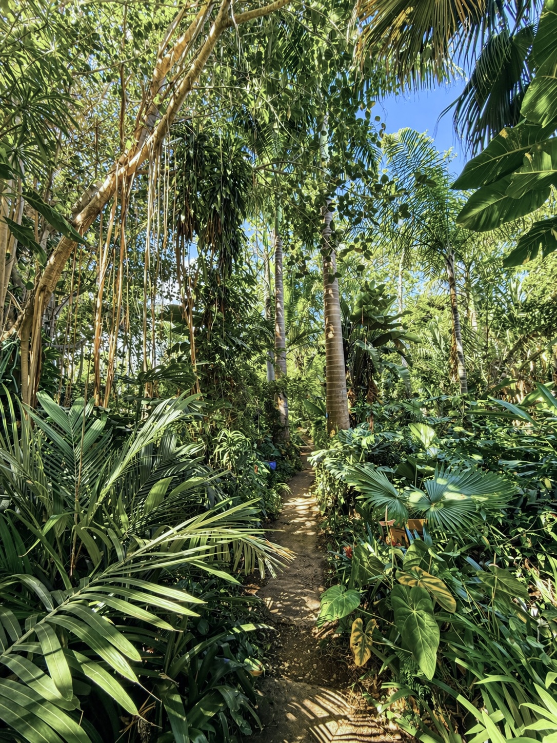 Sentier principal du jardin